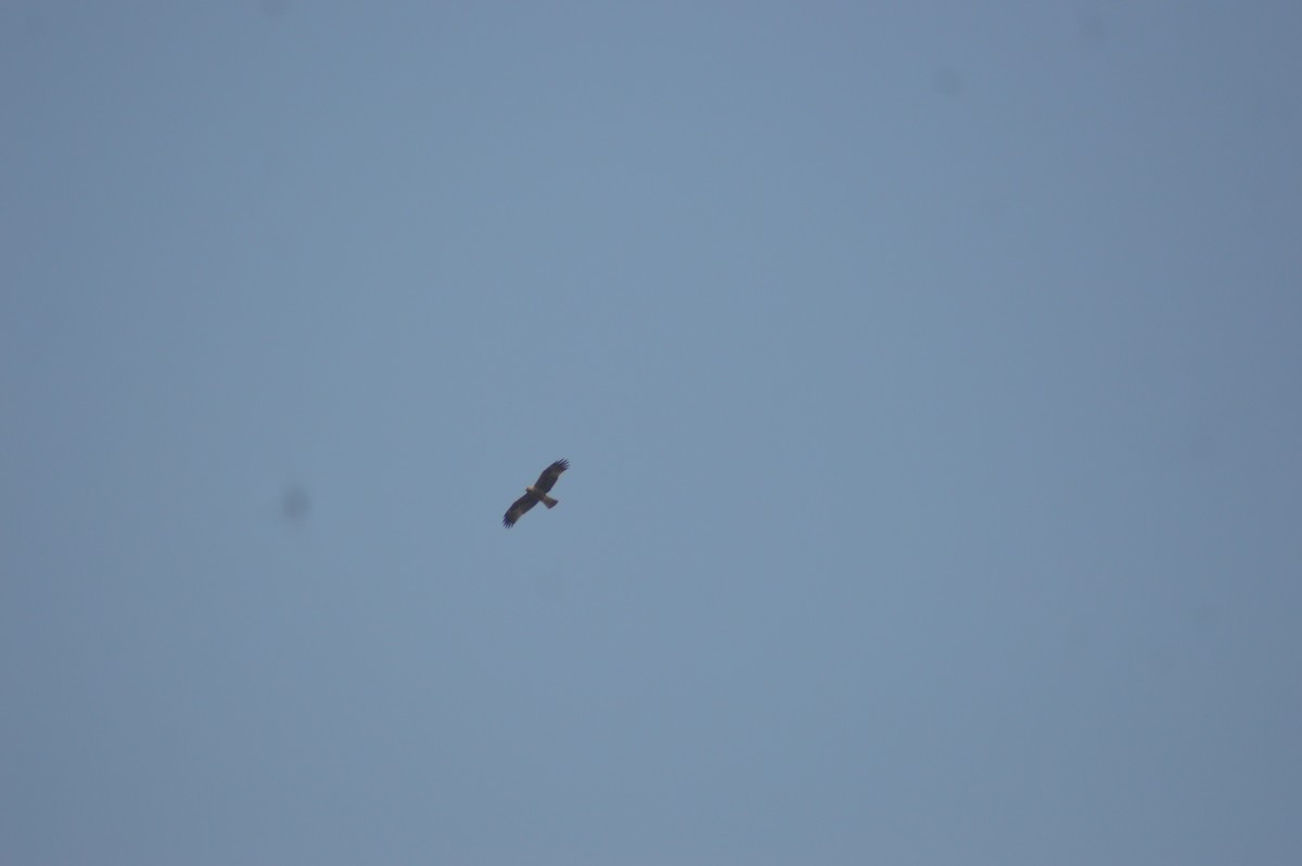 Gangesadler - ML647666293