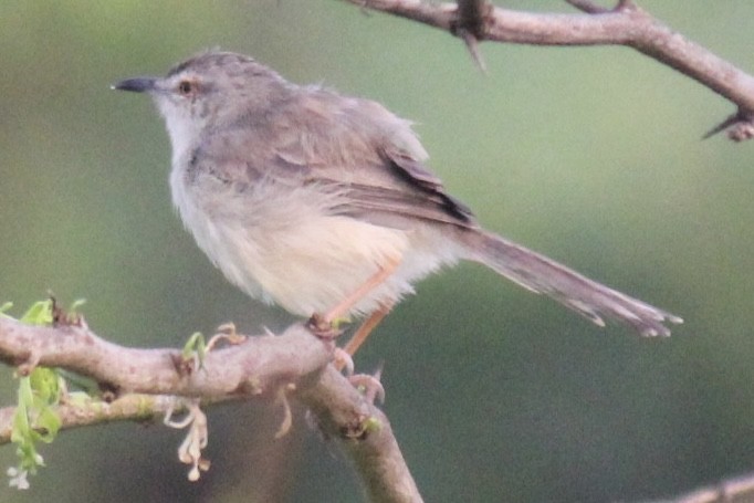 Schlichtprinie - ML647666294