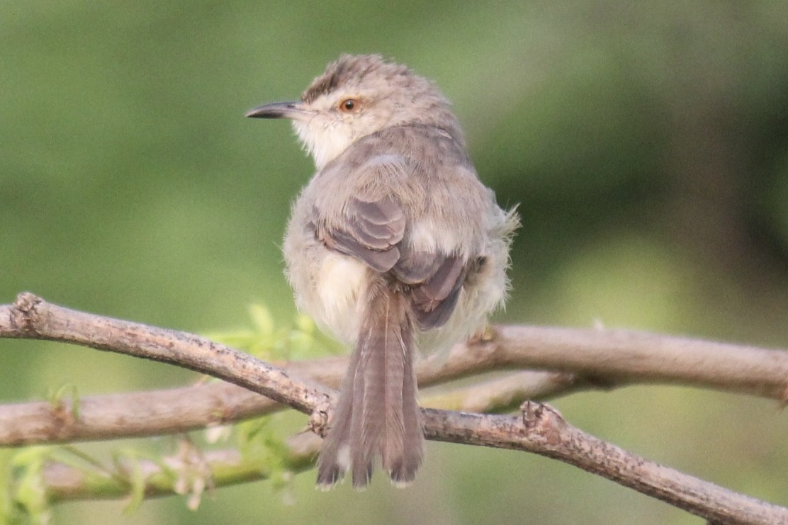 Schlichtprinie - ML647666295