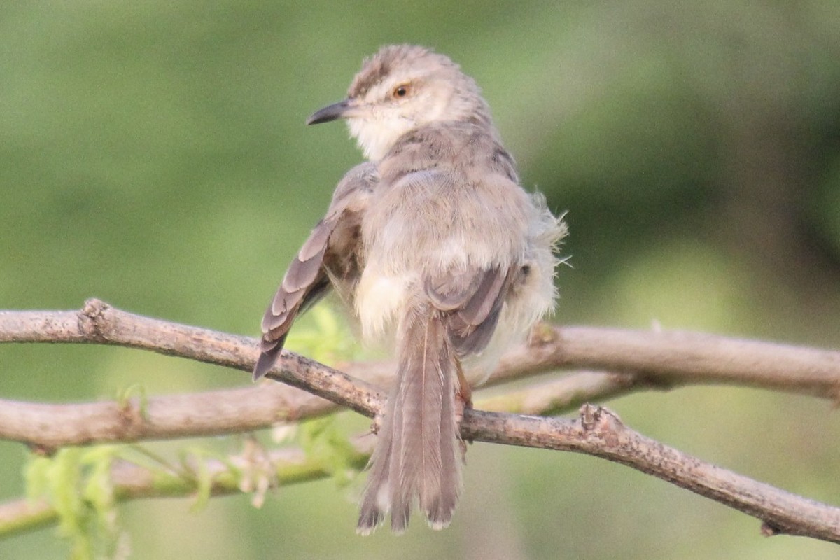 Schlichtprinie - ML647666296