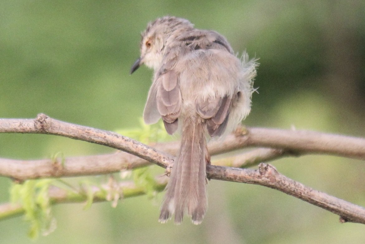 Schlichtprinie - ML647666297