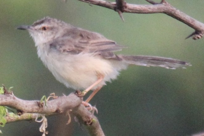 Schlichtprinie - ML647666298