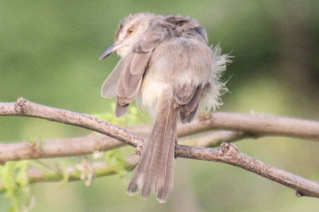 Schlichtprinie - ML647666299