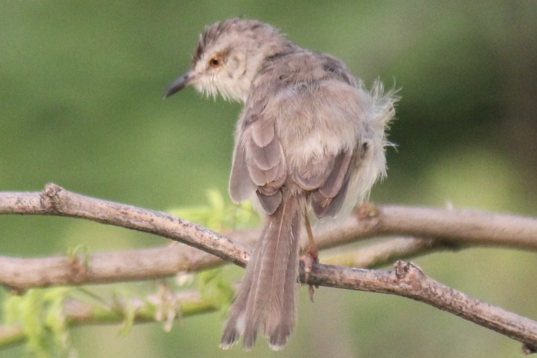 Schlichtprinie - ML647666300