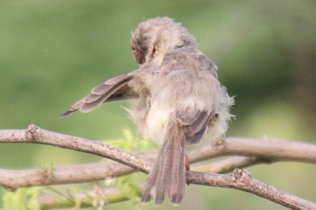 Schlichtprinie - ML647666301