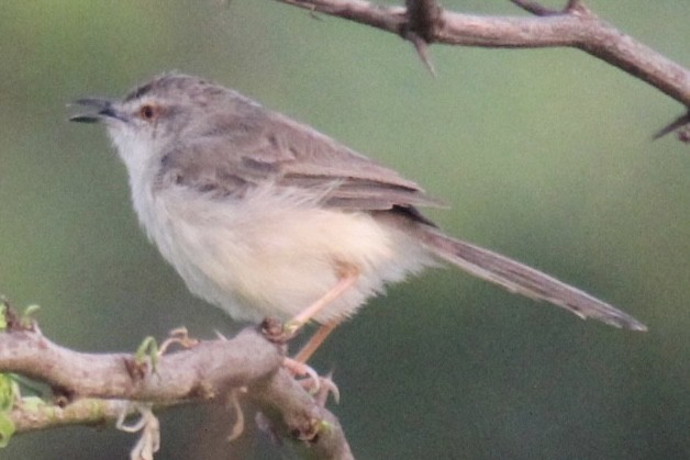 Schlichtprinie - ML647666302