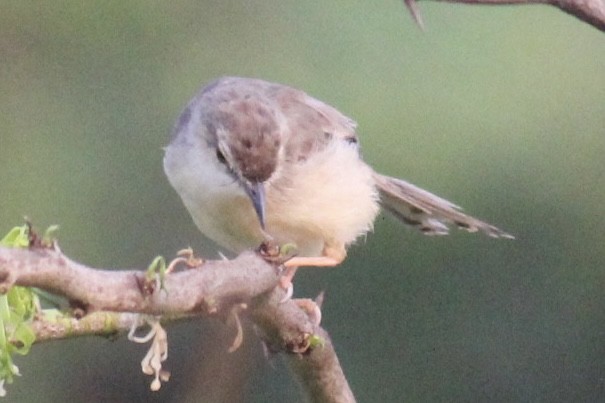 Schlichtprinie - ML647666303