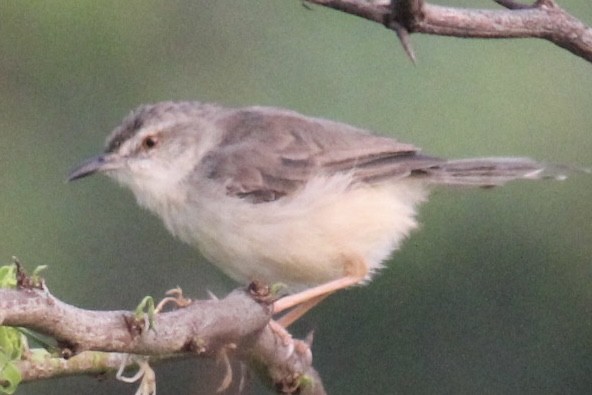 Schlichtprinie - ML647666304