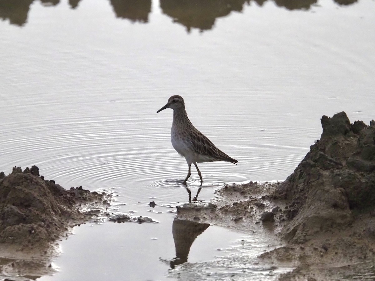 Spitzschwanz-Strandläufer - ML647666308