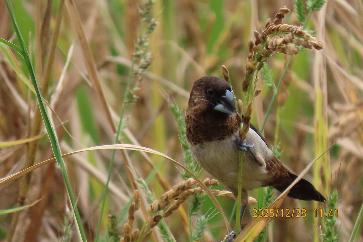 Beyaz Belli Munya - ML647666310