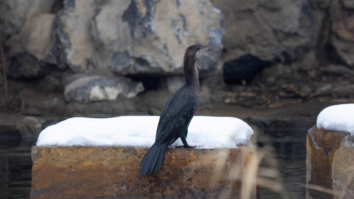 Баклан малий - ML647666327