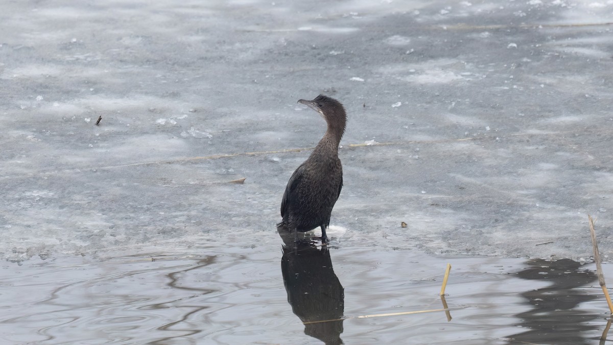 Баклан малий - ML647666329