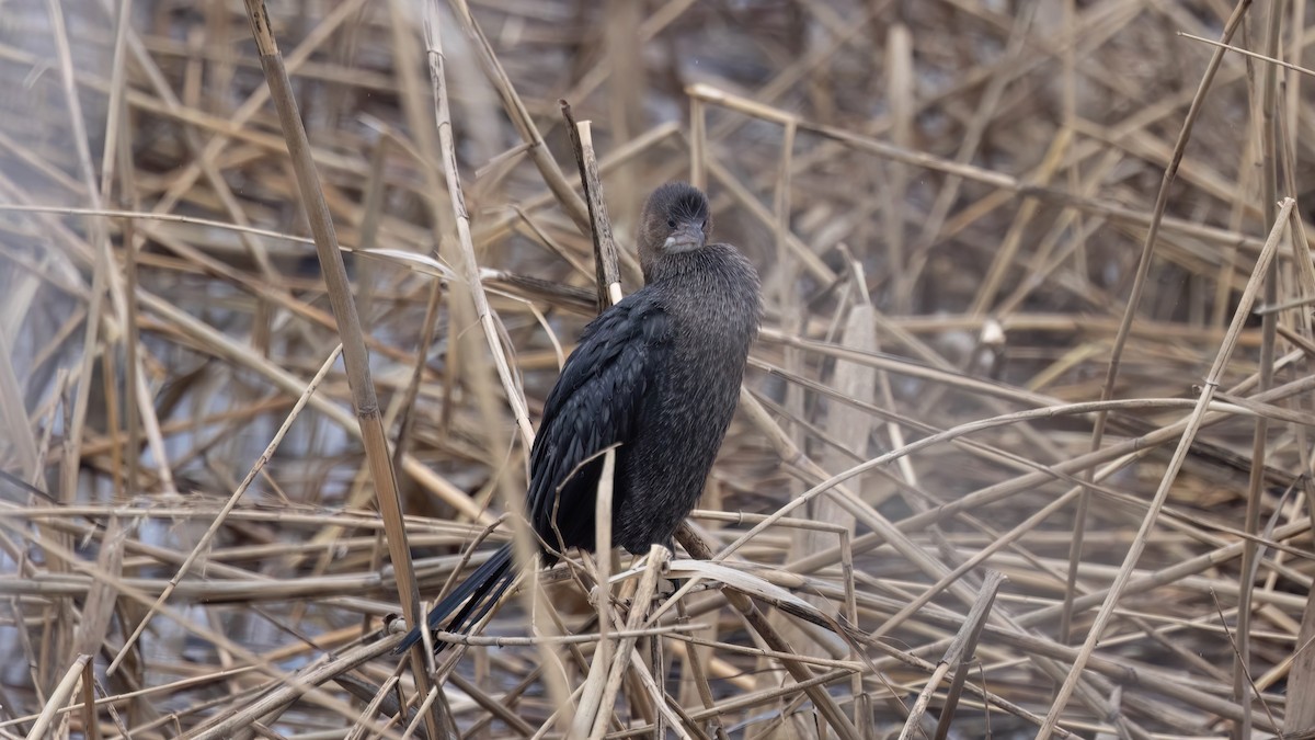 Баклан малий - ML647666333