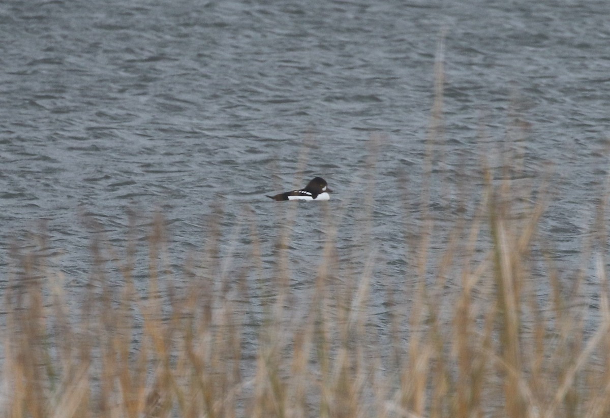 Murgilari islandiarra - ML647666335