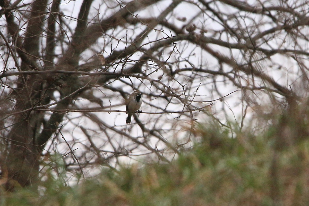 Black-throated Sparrow - ML647666362