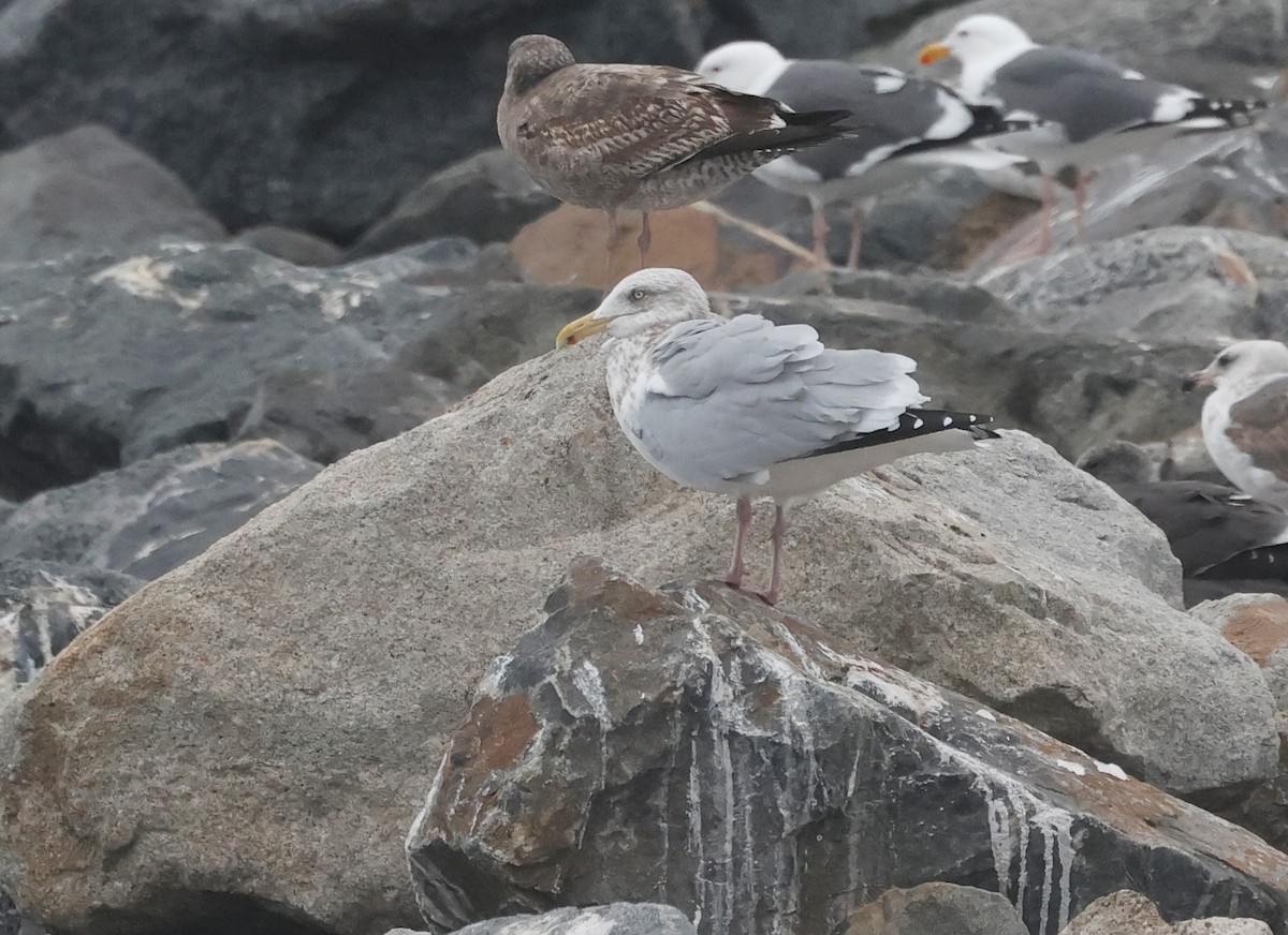 Amerika Gümüş Martısı - ML647666367