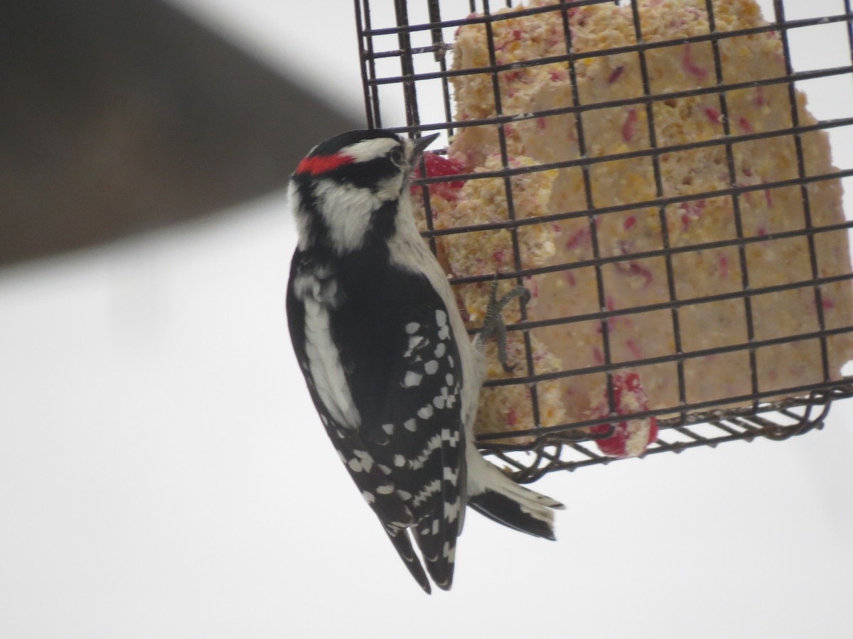 Downy Woodpecker (Eastern) - ML647666424