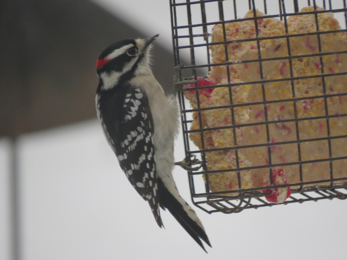 Downy Woodpecker (Eastern) - ML647666425