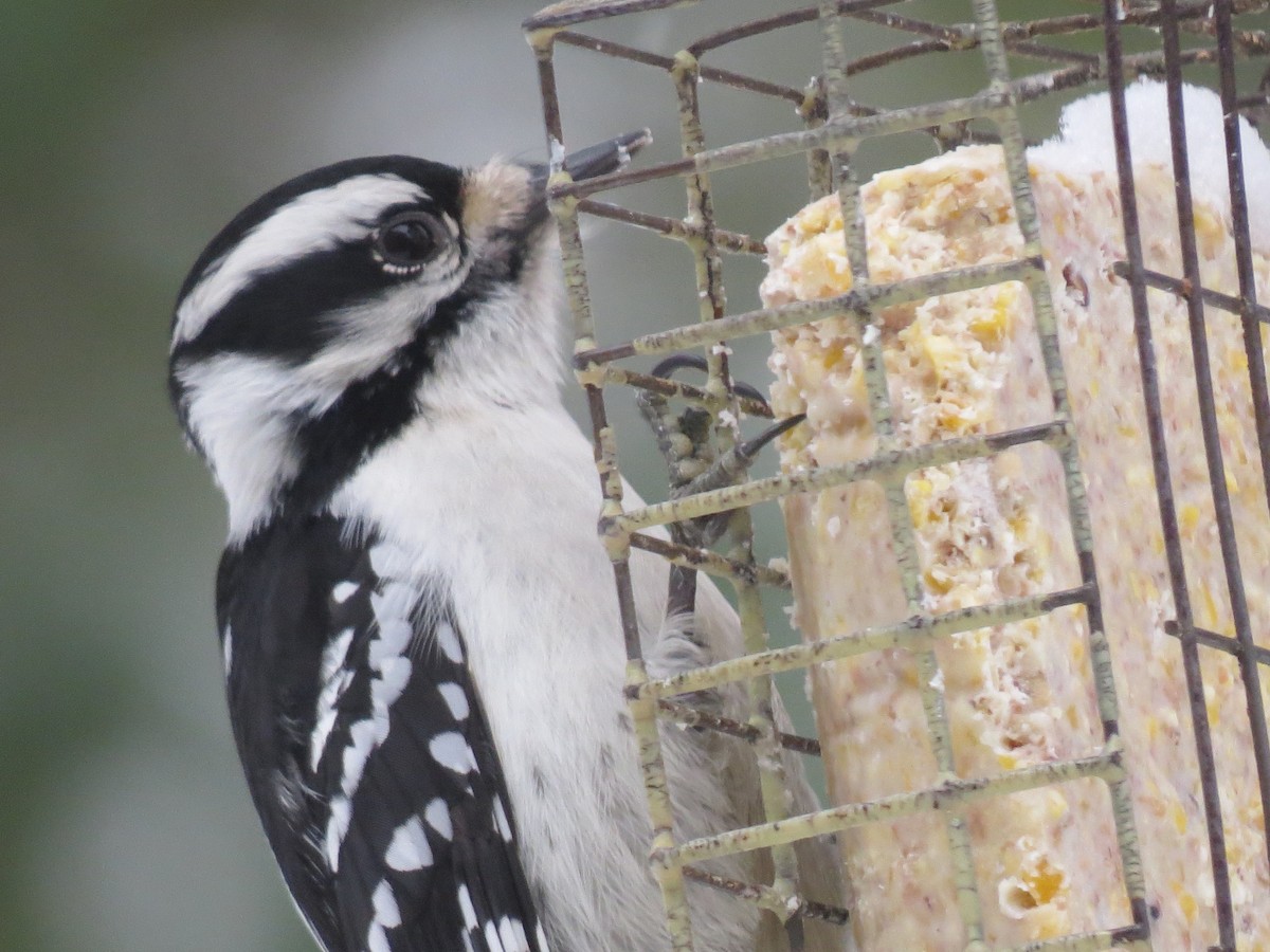 Downy Woodpecker (Eastern) - ML647666426