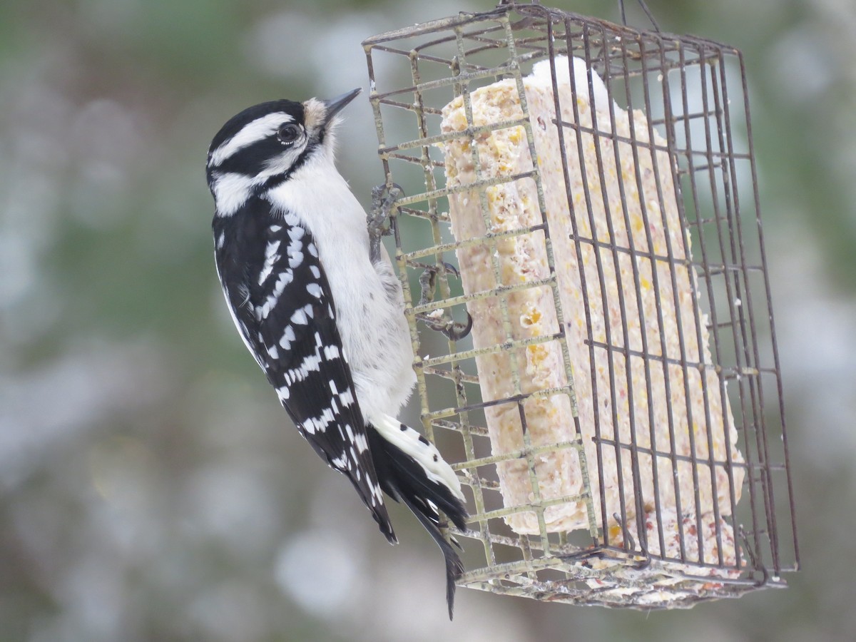 Downy Woodpecker (Eastern) - ML647666427