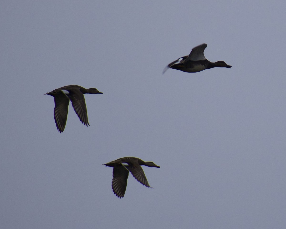 Canard chipeau - ML647666432