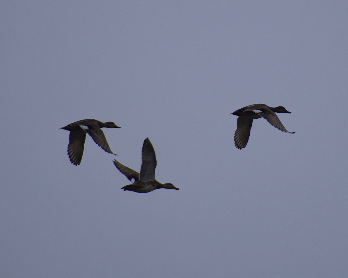 Canard chipeau - ML647666433