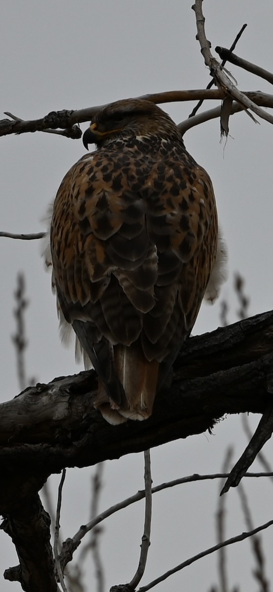 Ferruginous Hawk - ML647666469