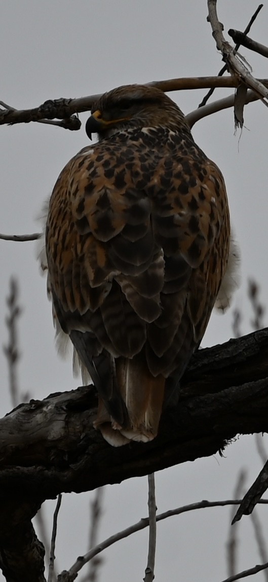 Ferruginous Hawk - ML647666470