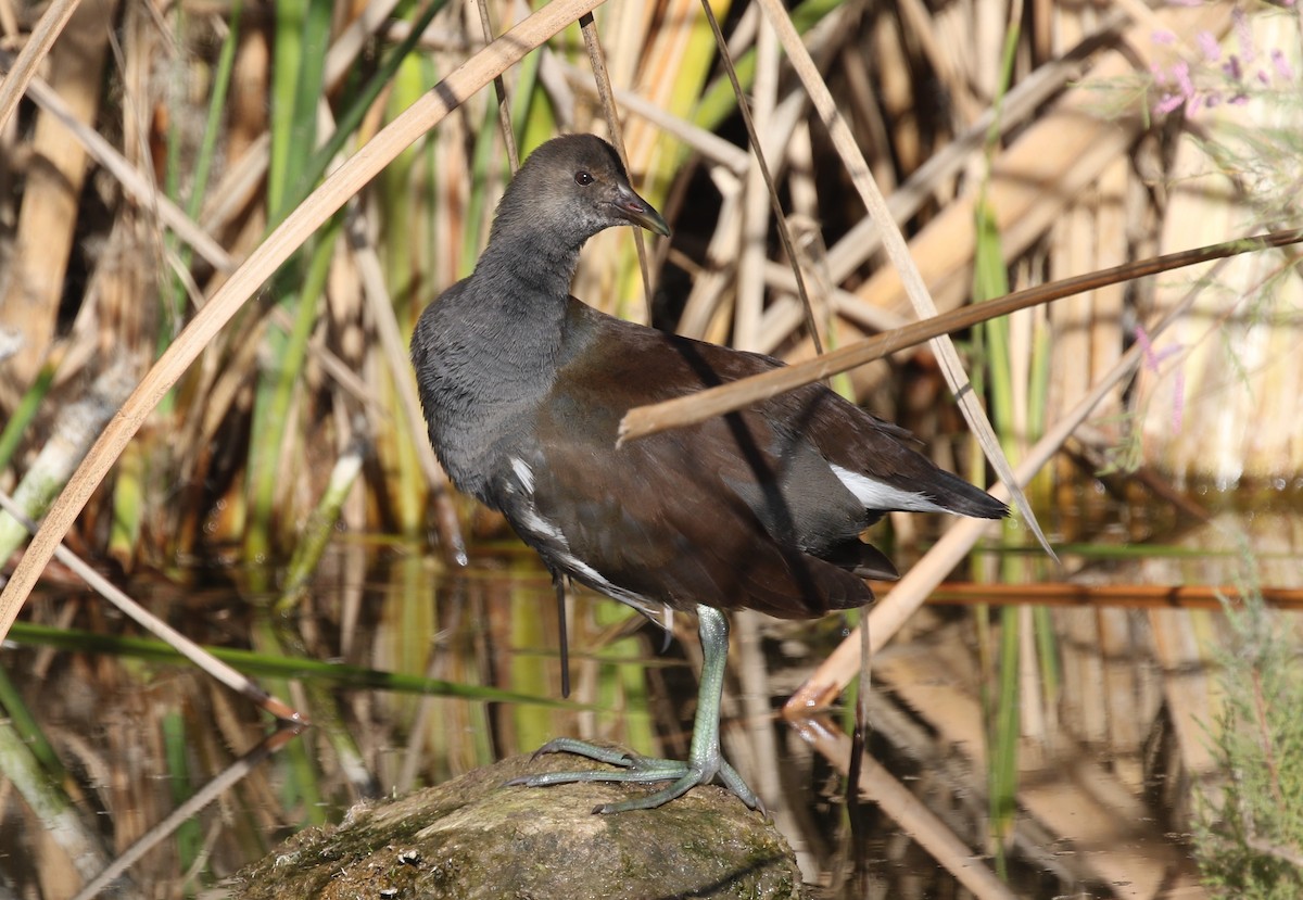 Курочка латиноамериканська - ML647666478