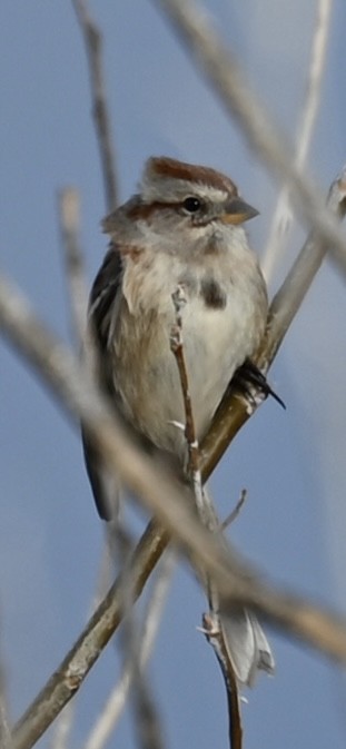 Пасовник північний - ML647666493