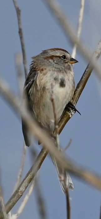 Пасовник північний - ML647666494