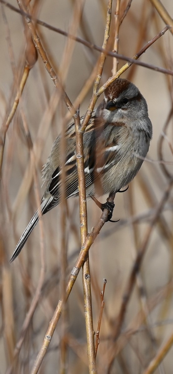 Пасовник північний - ML647666495