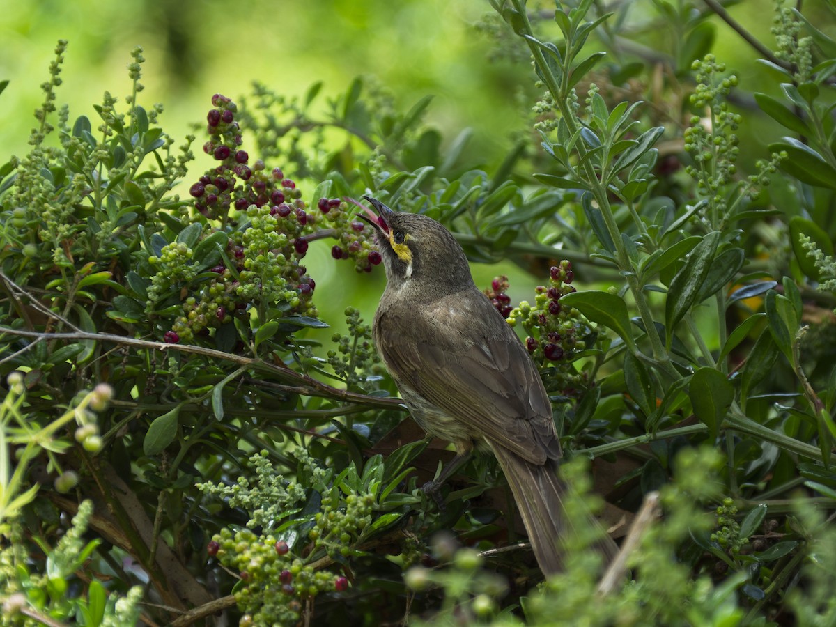 Sarı Yanaklı Balkuşu - ML647666501