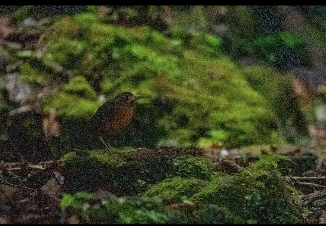 Scaled Antpitta - ML647666513