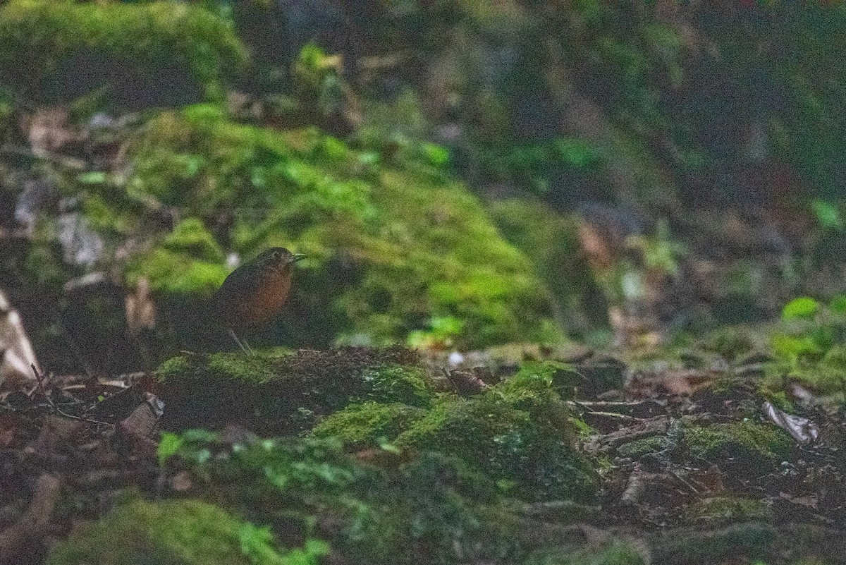 Scaled Antpitta - ML647666514