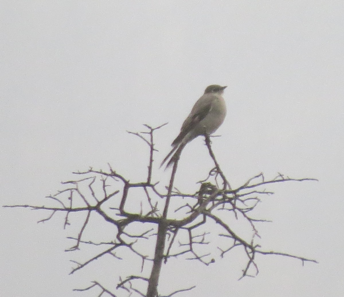 Townsend's Solitaire - ML647666521