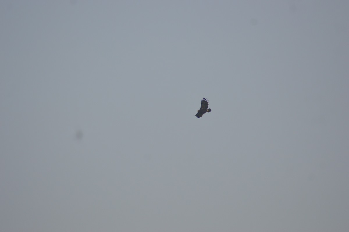 Greater Spotted Eagle - ML647666549