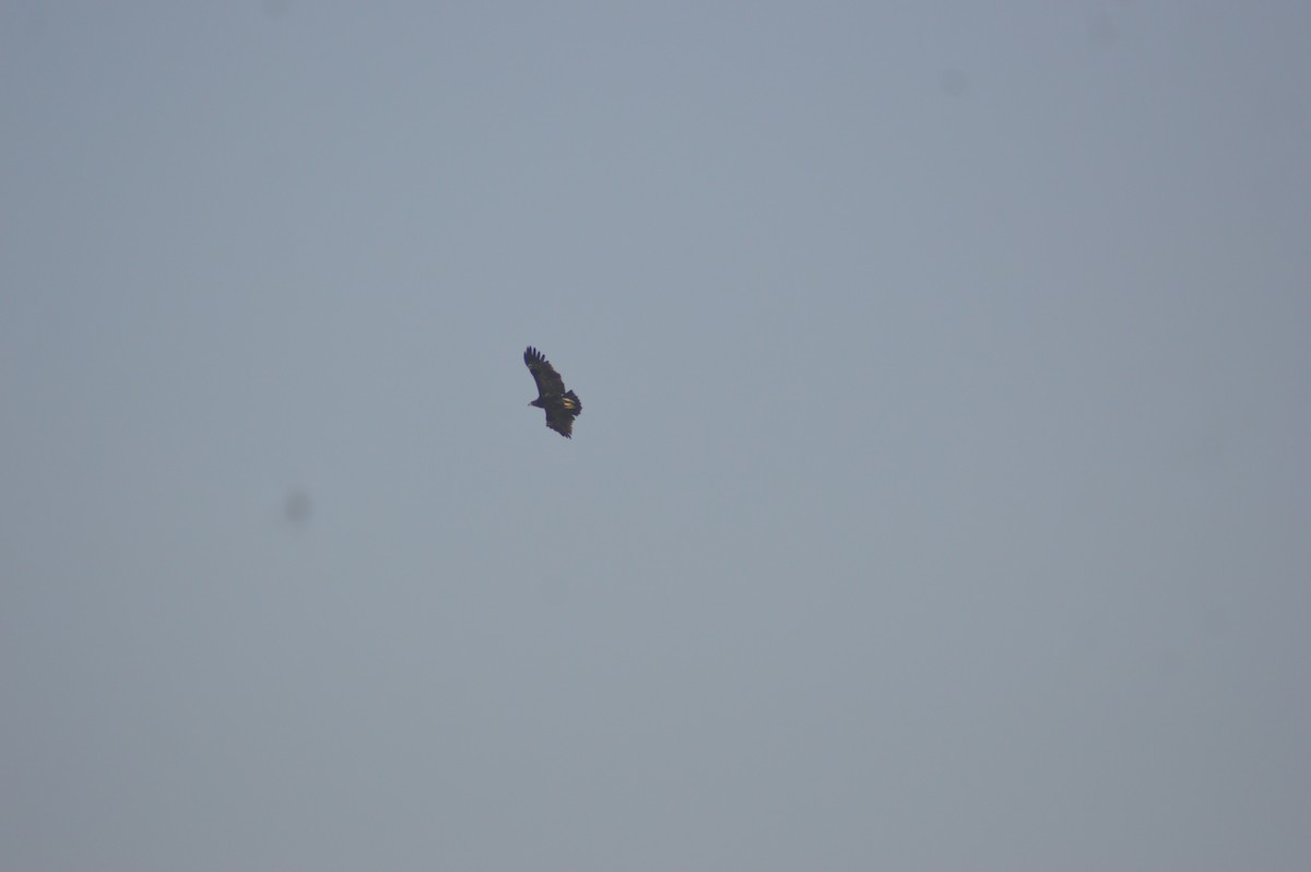 Greater Spotted Eagle - ML647666550