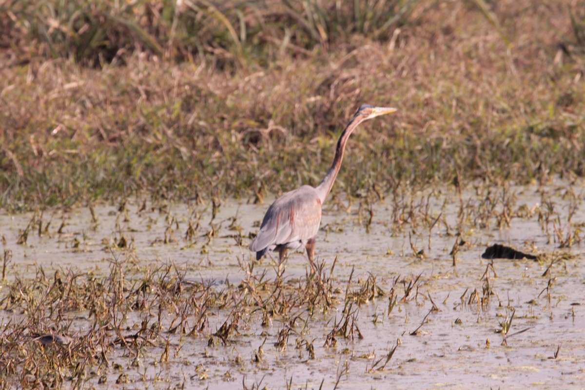 Purple Heron - ML647666552