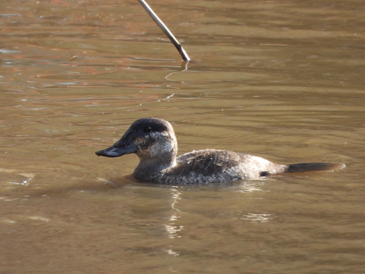 Schwarzkopf-Ruderente - ML647666553