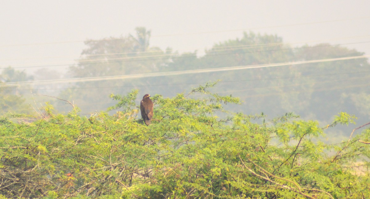 Greater Spotted Eagle - ML647666555
