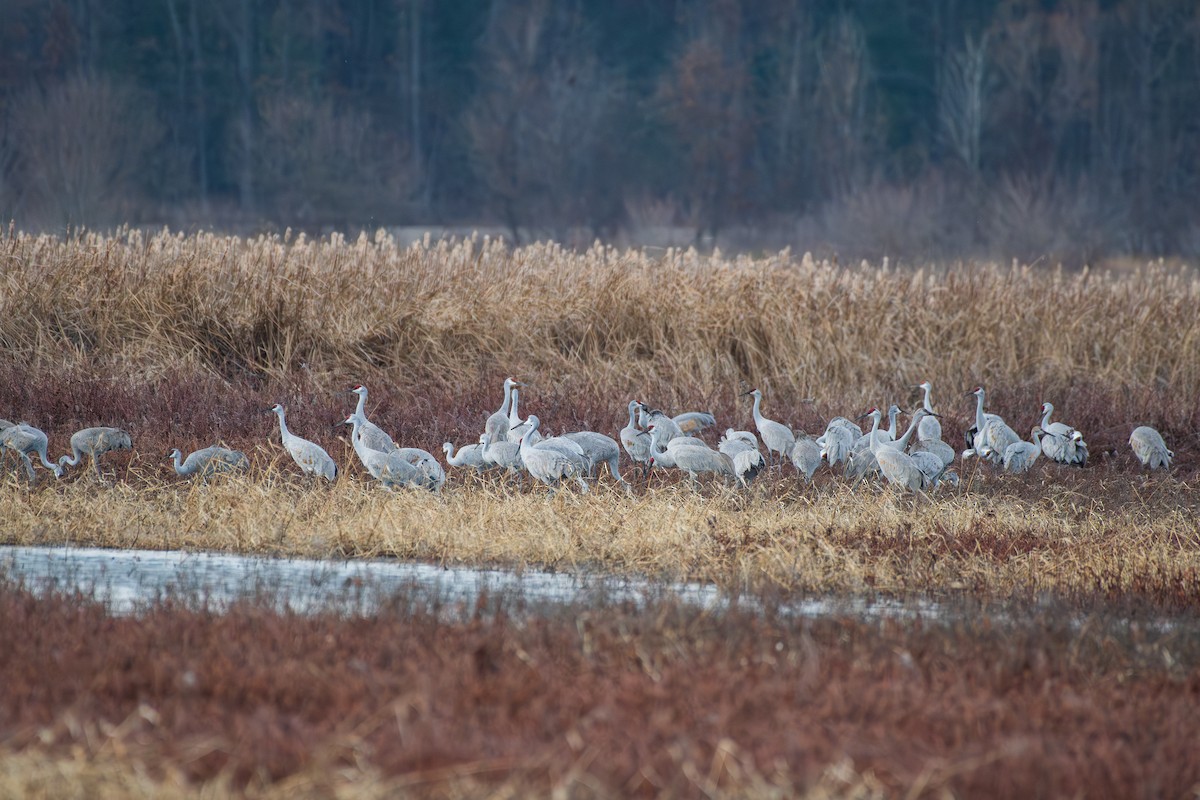 Sandhill Crane - ML647666557