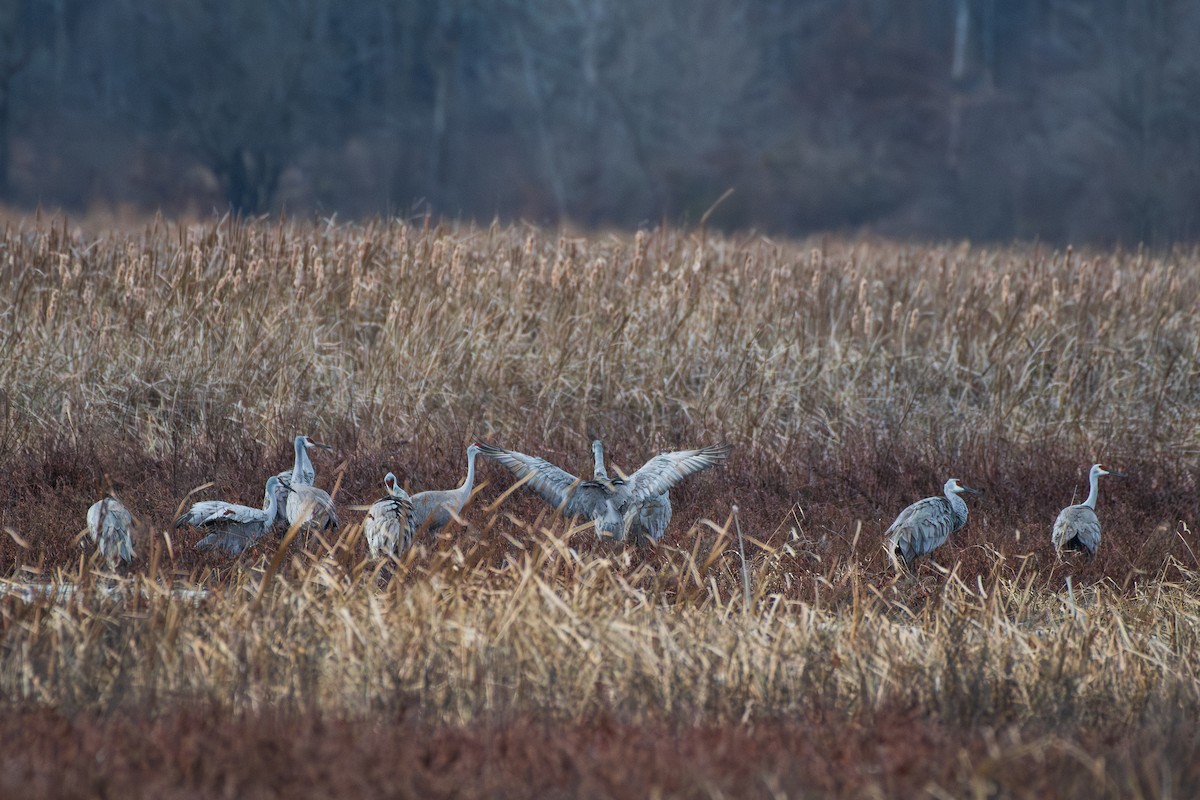 Sandhill Crane - ML647666558
