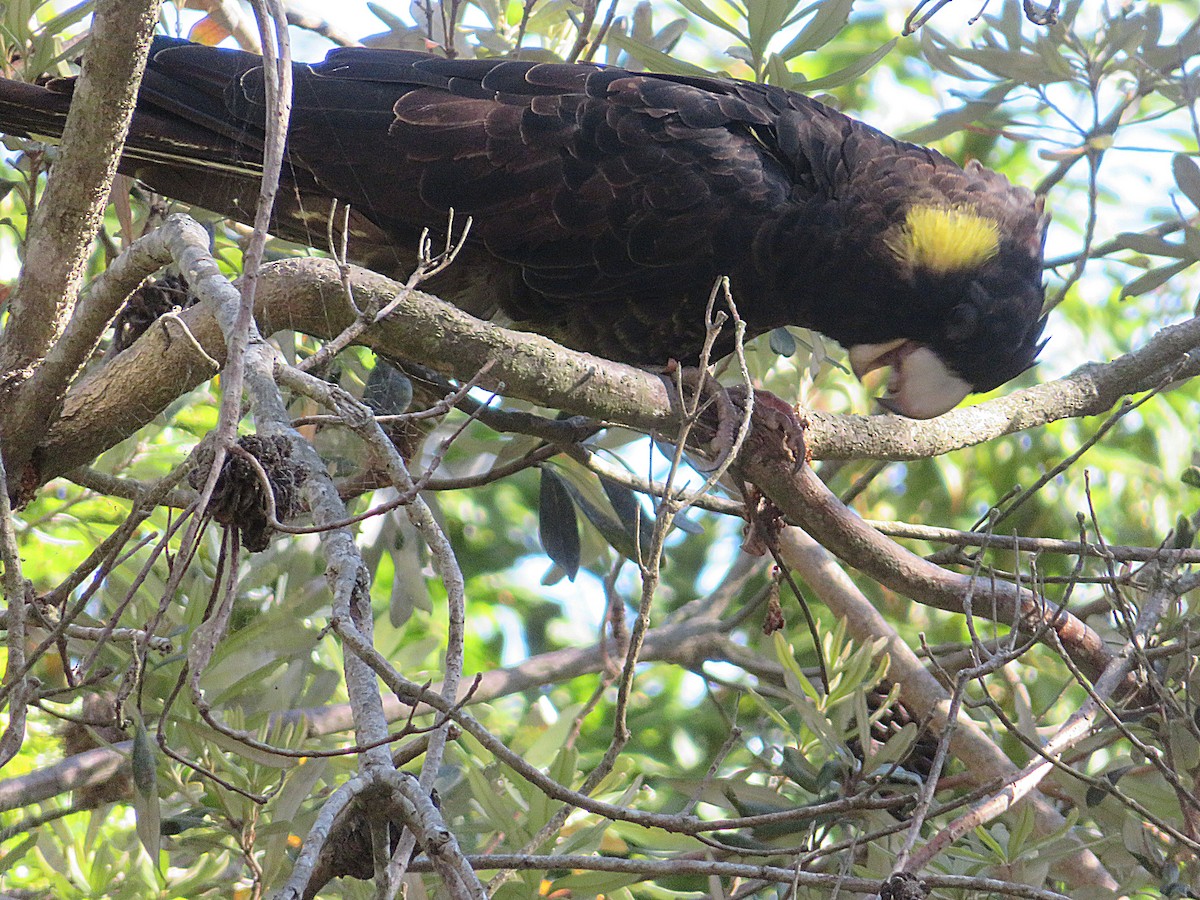 Yellow-tailed Black-Cockatoo - ML647666559