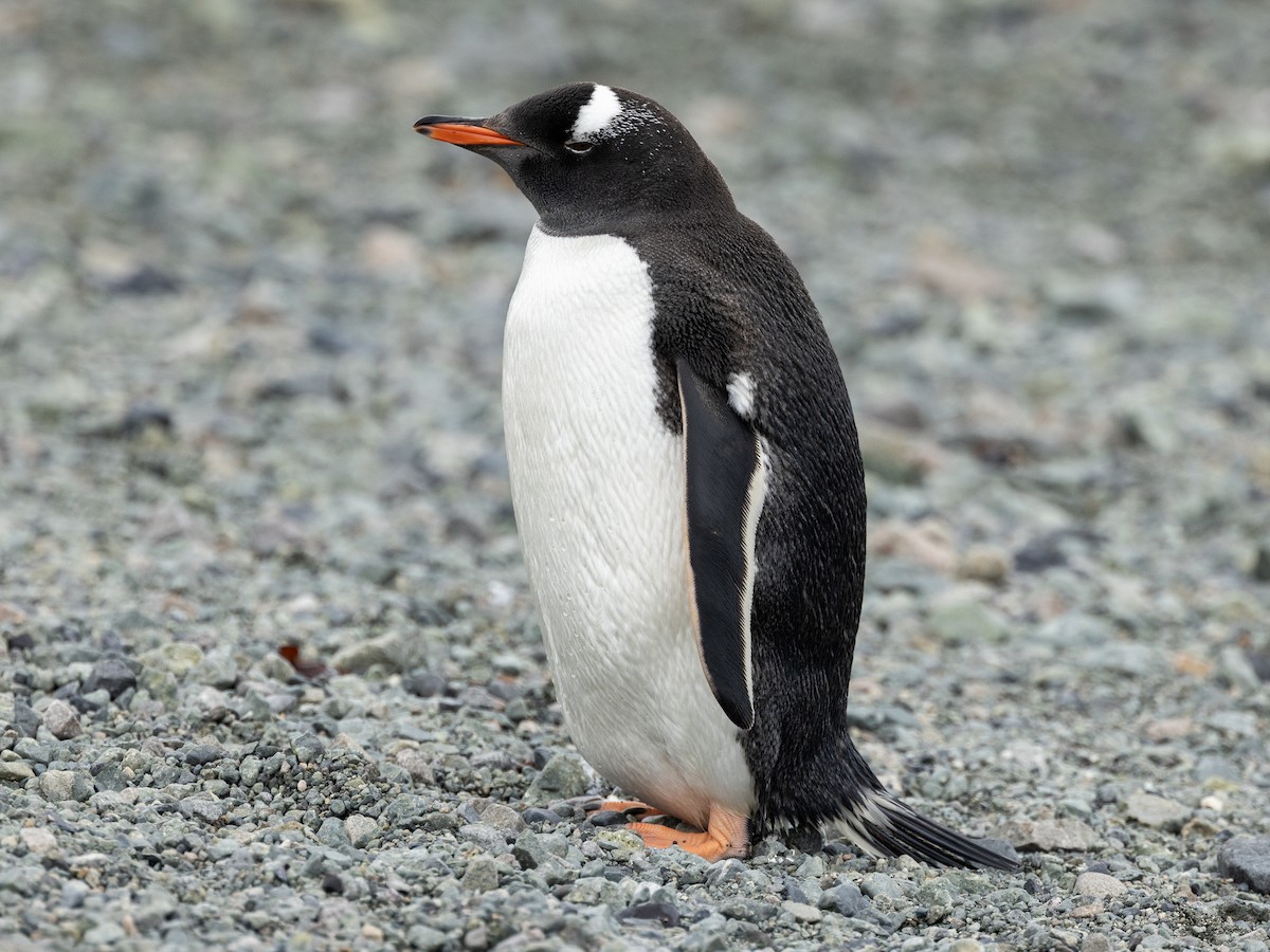 Gentoo Penguin - ML647666564