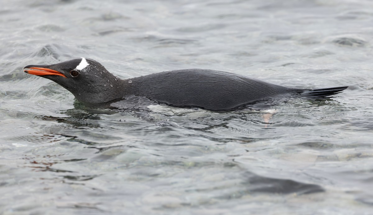 Gentoo Penguin - ML647666565