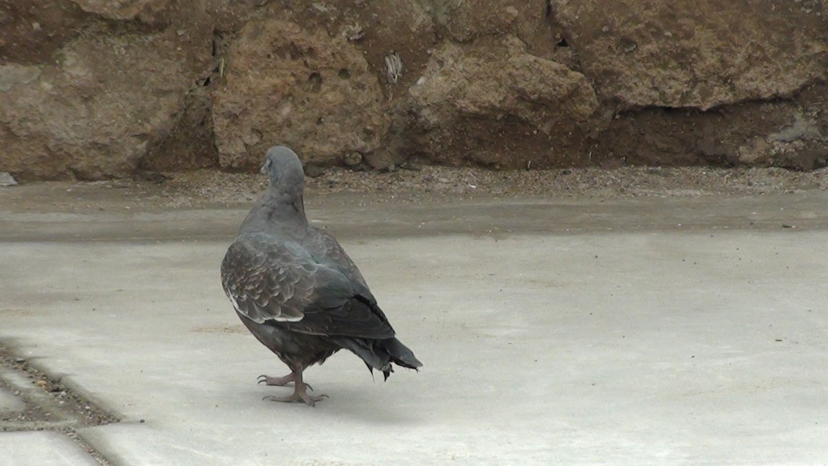 Spot-winged Pigeon - ML647666566