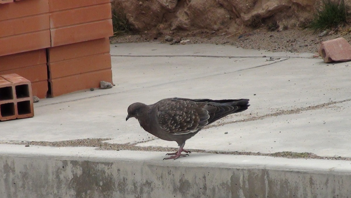 Spot-winged Pigeon - ML647666567
