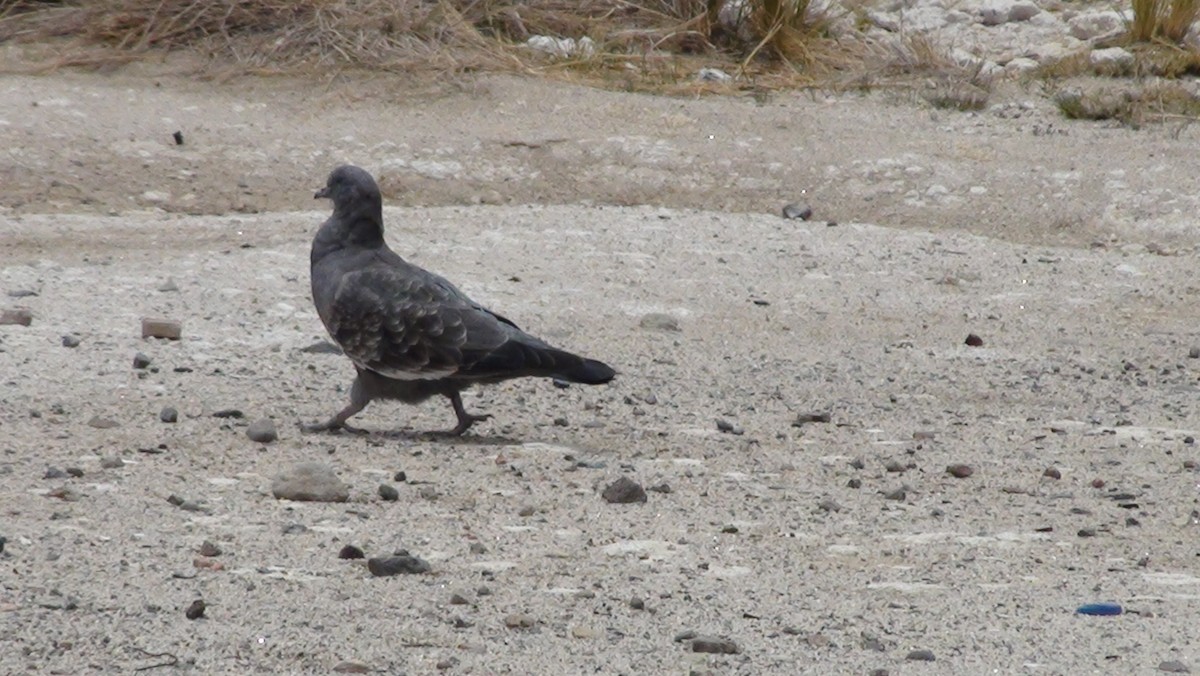 Spot-winged Pigeon - ML647666568