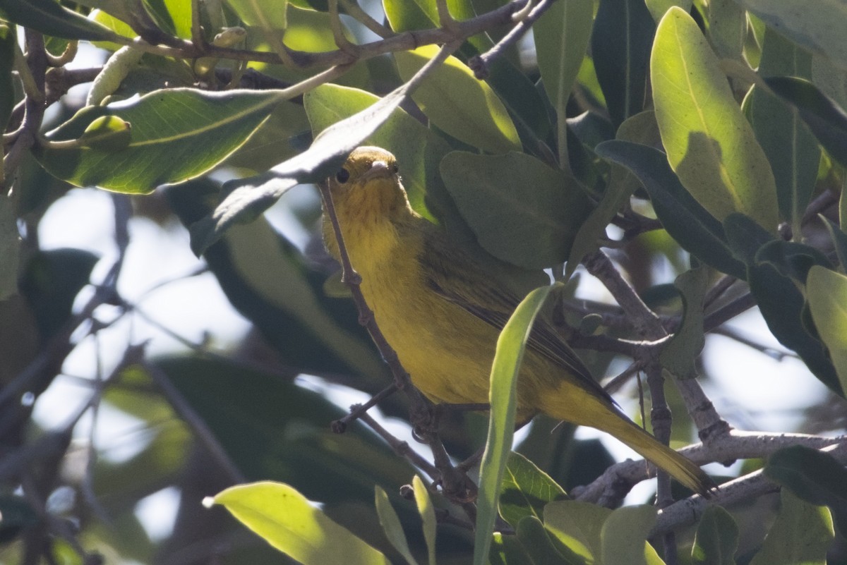 Mangrove Yellow Warbler - ML647666569